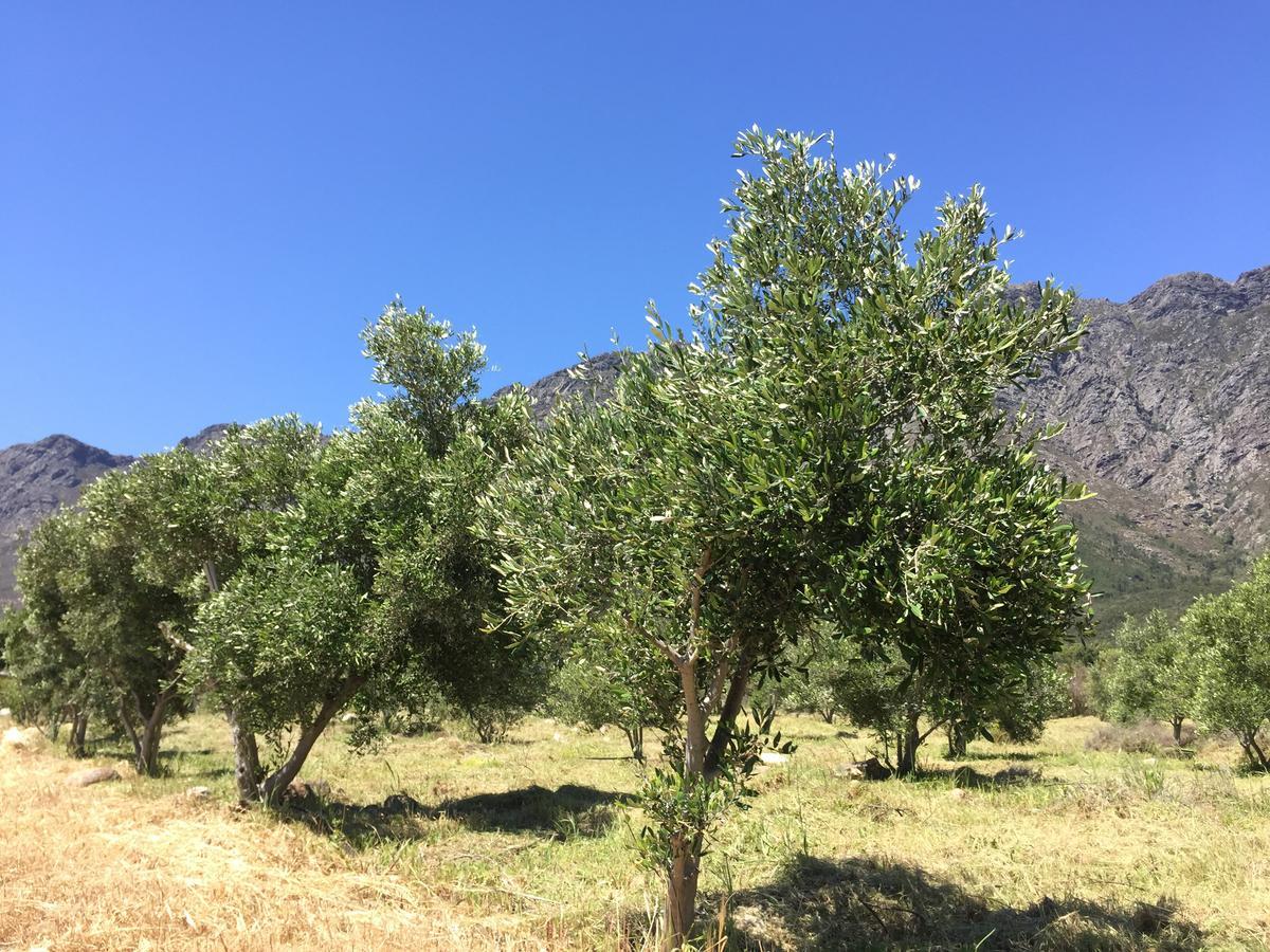 Olive Cottage フランシュホーク エクステリア 写真